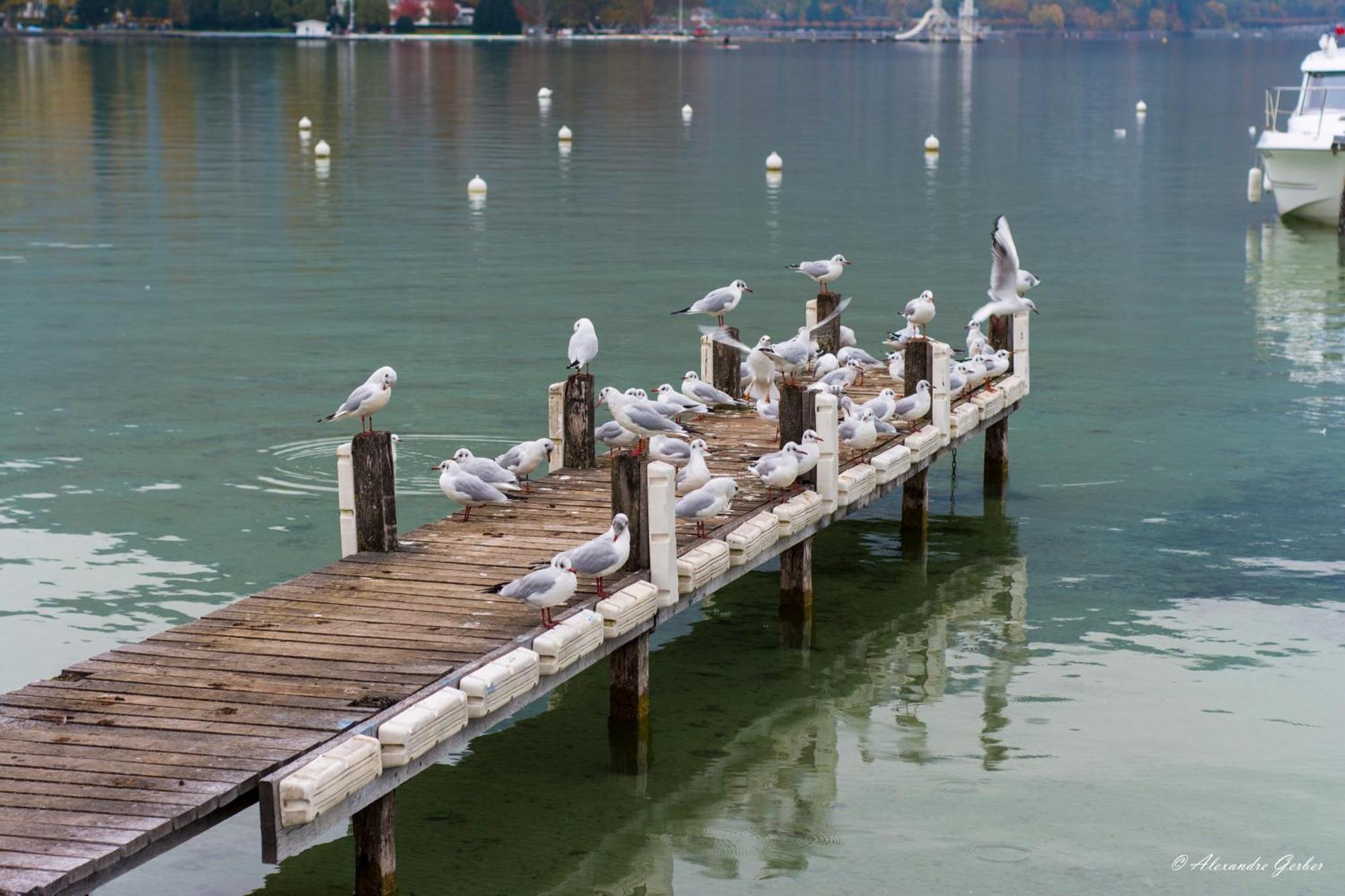 Appartement Escapade Nature Annecy Eksteriør bilde